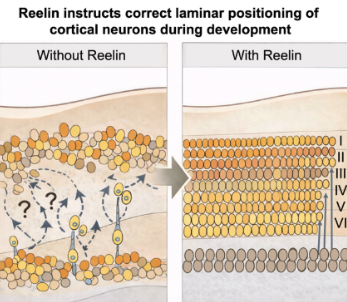 Diagram comparing cortical neuron positioning during development "Without Reelin" and "With Reelin." The left side shows disorganized neurons with question marks, while the right side shows orderly layers labeled I to VI. An arrow indicates improvement from left to right.