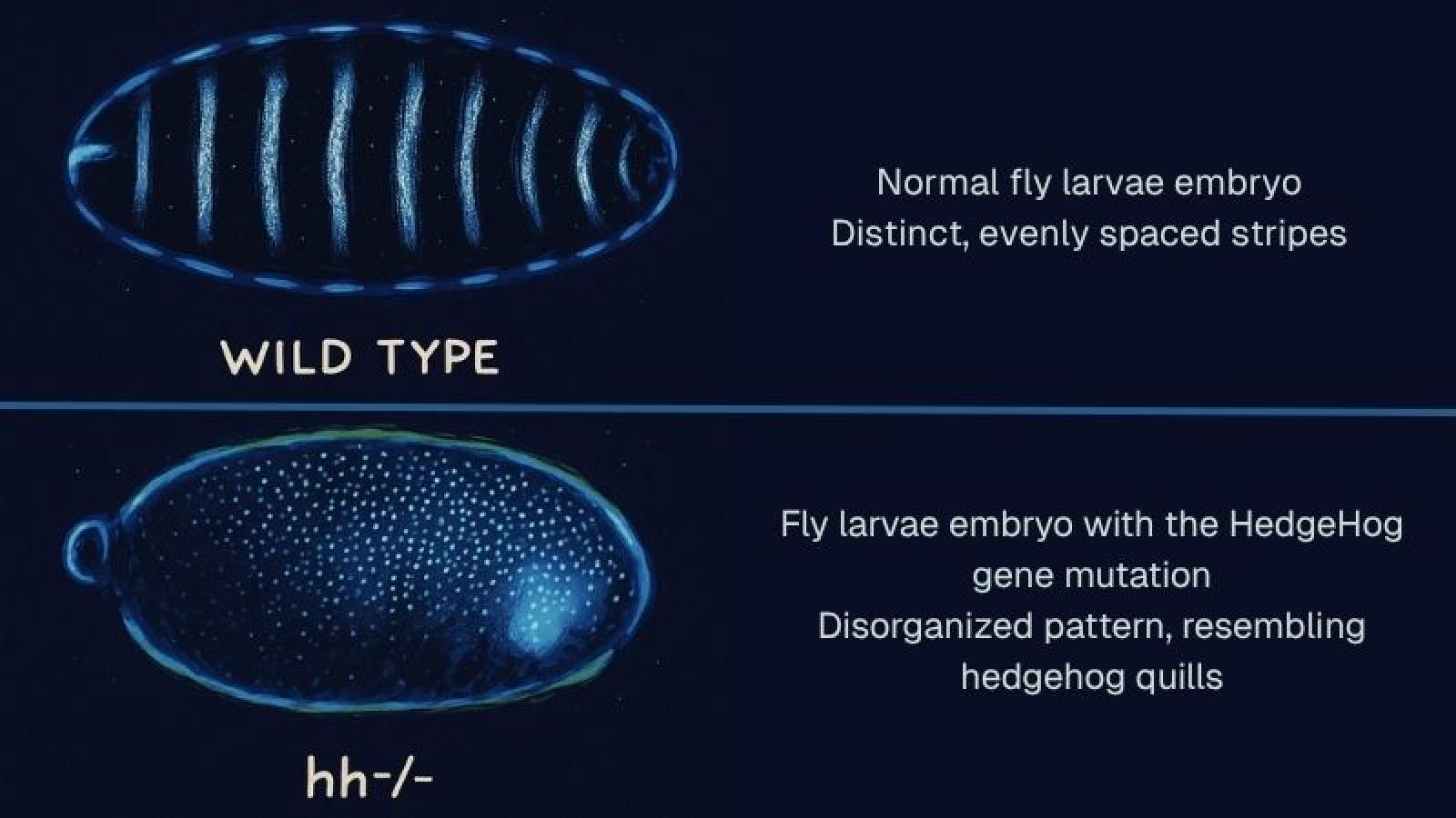 Two images comparing fly larvae embryos. The top image labeled "WILD TYPE" shows a normal embryo with distinct, evenly spaced stripes. The bottom image labeled "hh/-" displays an embryo with the HedgeHog gene mutation, featuring a disorganized pattern resembling hedgehog quills.