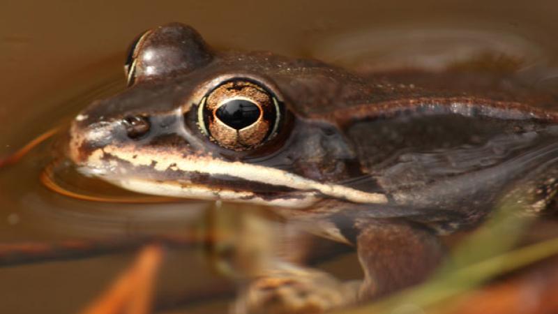 Wood frog