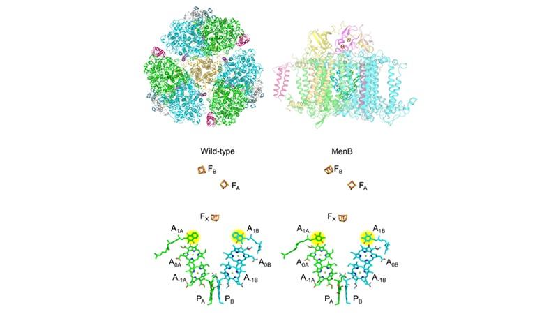 Cryo-electron microscopy image of evolved Photosystem I - trimer, monomer and electron carriers