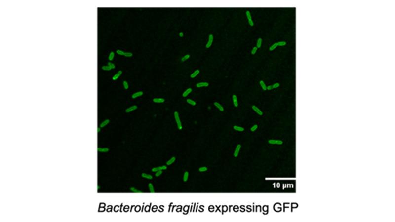 腸内微生物の相互作用とバランス調整(Molecular Interactions in the Human Gut Help Regulate a Balanced Microbiome)