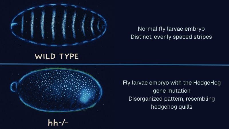 Two images comparing fly larvae embryos. The top image labeled "WILD TYPE" shows a normal embryo with distinct, evenly spaced stripes. The bottom image labeled "hh/-" displays an embryo with the HedgeHog gene mutation, featuring a disorganized pattern resembling hedgehog quills.