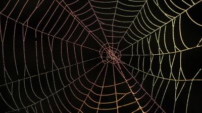 RPI Researchers Engineer Bacteria That Eat Plastic, Make Multipurpose Spider Silk