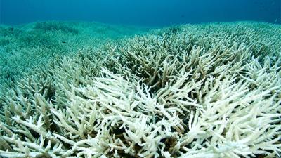 Loss of Oxygen in Lakes and Oceans a Major Threat to Ecosystems, Society, and Planet