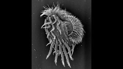 Euplotes gigatrox cell